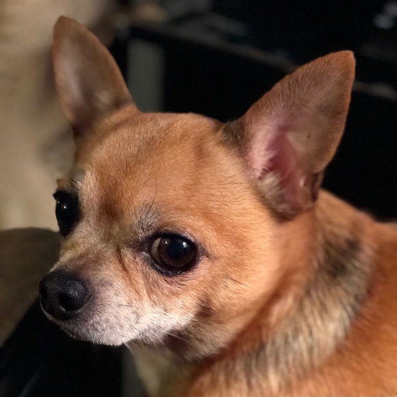 Meet your Posher, Lisa - Picture 5 of 7